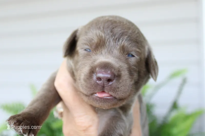 Teal collar – Labrador Retriever puppy for sale in Viola, IL