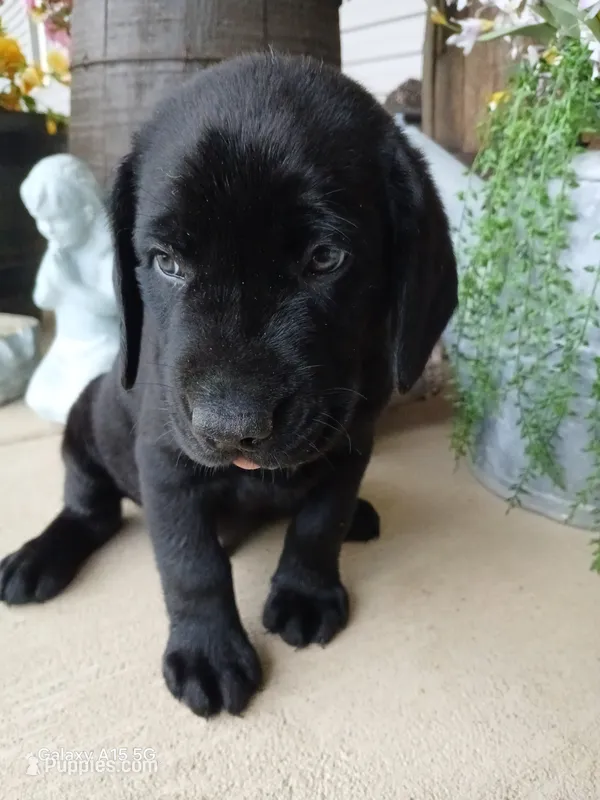 Teal Collar – Labrador Retriever puppy for sale in Viola, IL