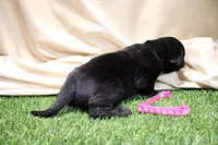 Bright Pink Collar, a female Labrador Retriever for sale in Viola, IL – Photo 2 of 3