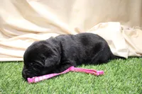 Bright Pink Collar, a female Labrador Retriever for sale in Viola, IL – Photo 3 of 3