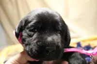 Bright Pink Collar, a female Labrador Retriever for sale in Viola, IL – Photo 1 of 3