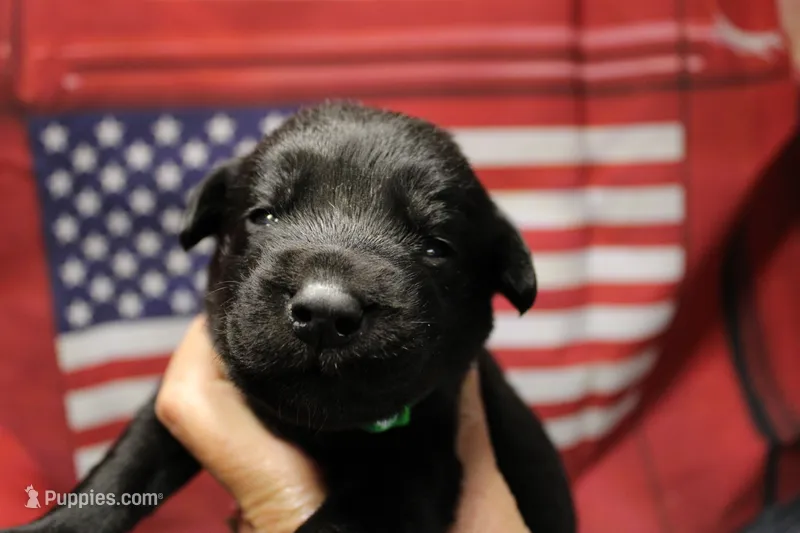 Green Collar – Labrador Retriever puppy for sale in Viola, IL