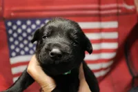 Green Collar, a male Labrador Retriever for sale in Viola, IL – 1 of 2