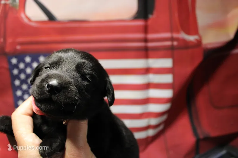 Peach Collar – Labrador Retriever puppy for sale in Viola, IL