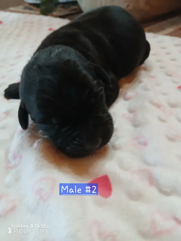 Cooper – Labrador Retriever puppy for sale in Viola, IL