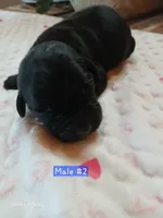 Cooper, a male Labrador Retriever for sale in Viola, IL – 1 of 1