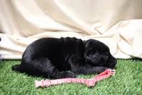 Peach Collar, a female Labrador Retriever for sale in Viola, IL – Photo 2 of 3