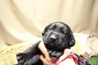 Peach Collar, a female Labrador Retriever for sale in Viola, IL – Photo 1 of 3