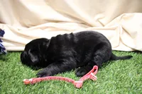 Peach Collar, a female Labrador Retriever for sale in Viola, IL – Photo 3 of 3