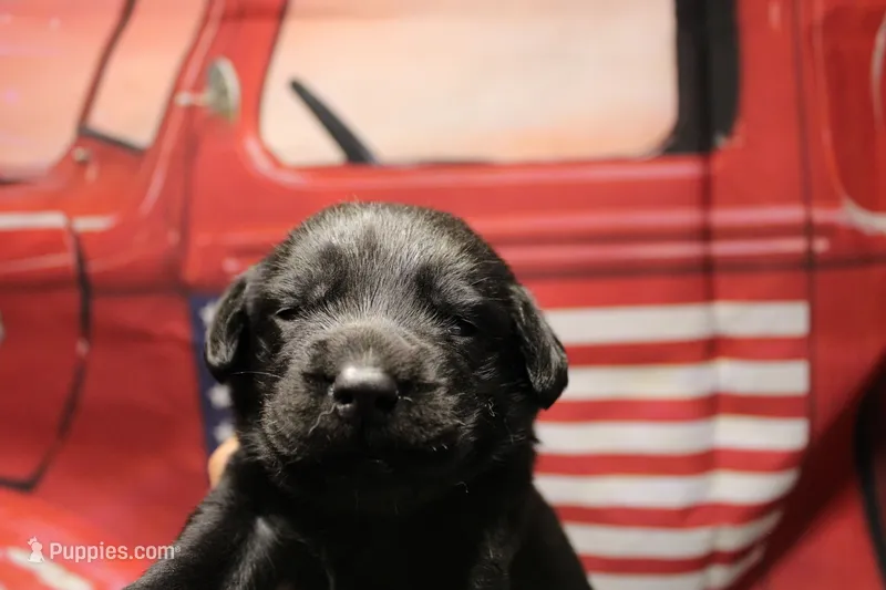 Bright Pink Collar – Labrador Retriever puppy for sale in Viola, IL