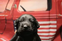 Bright Pink Collar, a female Labrador Retriever for sale in Viola, IL – 1 of 2