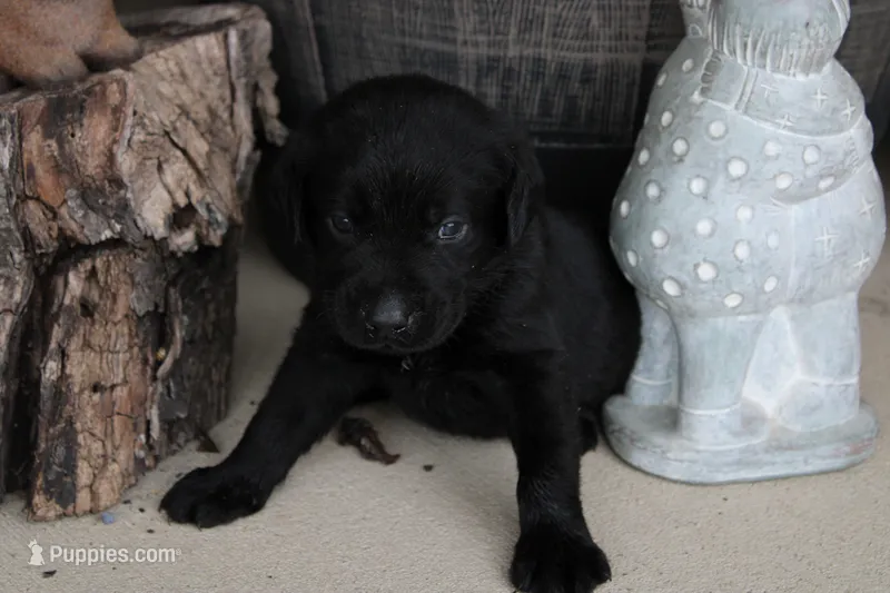 Dark Green Collar – Labrador Retriever puppy for sale in Viola, IL