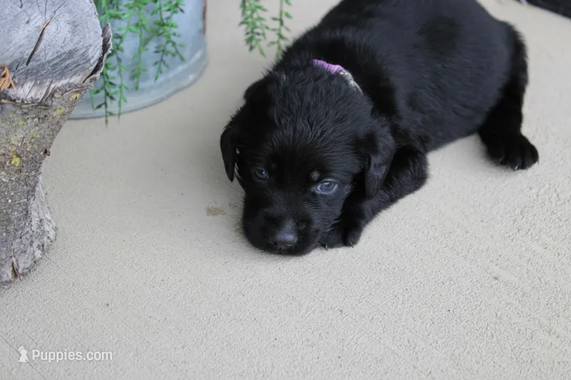 Light Purple Collar – Labrador Retriever puppy for sale in Viola, IL