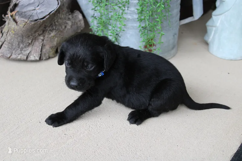 Dark Blue Collar – Labrador Retriever puppy for sale in Viola, IL
