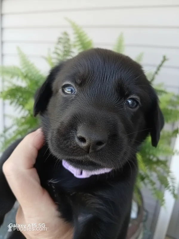 Light Pink Collar – Labrador Retriever puppy for sale in Viola, IL