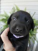 Light Pink Collar, a female Labrador Retriever for sale in Viola, IL – 1 of 2