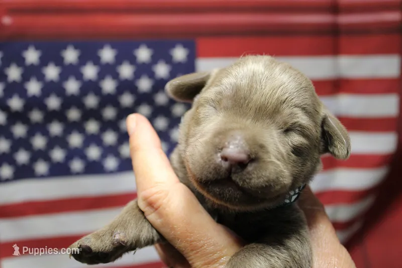 dark Green Collar – Labrador Retriever puppy for sale in Viola, IL