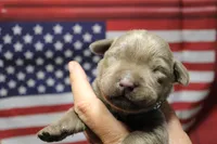 dark Green Collar, a male Labrador Retriever for sale in Viola, IL – 1 of 2