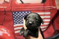 Brown Collar, a male Labrador Retriever for sale in Viola, IL – 1 of 2