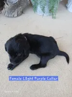 Light Pink Collar, a female Labrador Retriever for sale in Viola, IL – 2 of 2