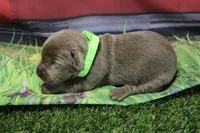 Lime Green Collar, a female Labrador Retriever for sale in Viola, IL – 2 of 2