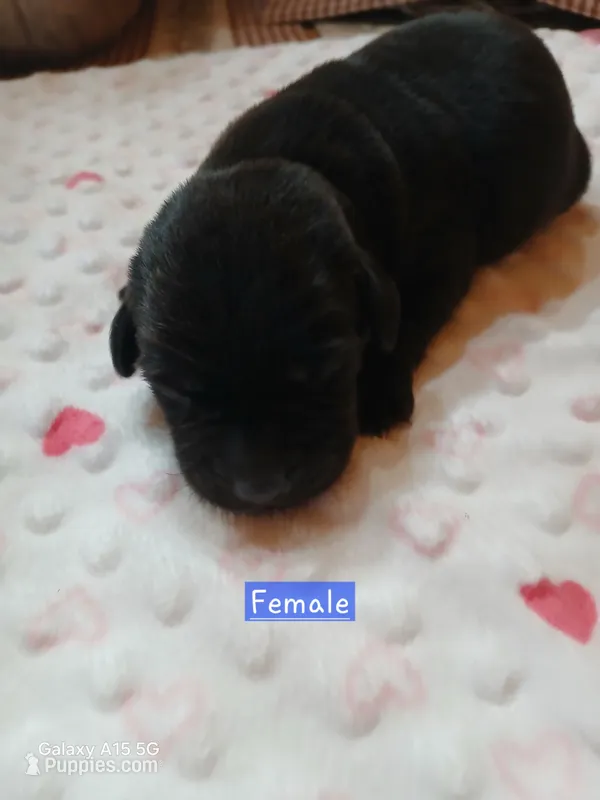 Sadie – Labrador Retriever puppy for sale in Viola, IL