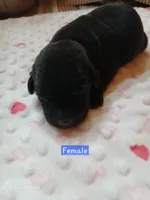 Sadie, a female Labrador Retriever for sale in Viola, IL – 1 of 1