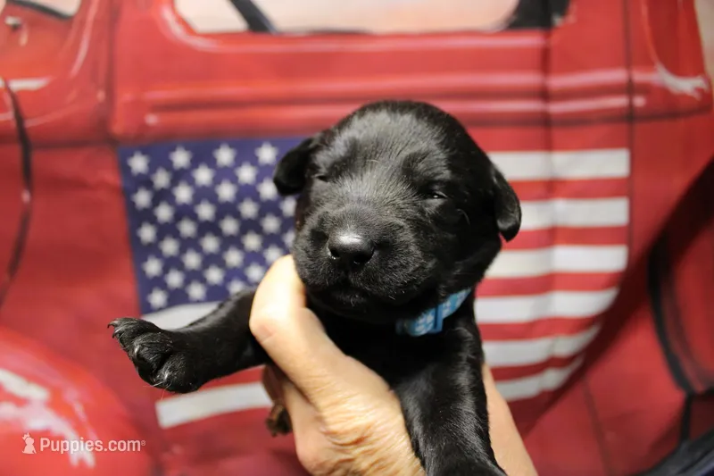 Light Blue Collar – Labrador Retriever puppy for sale in Viola, IL