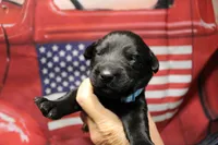 Light Blue Collar, a male Labrador Retriever for sale in Viola, IL – 1 of 2