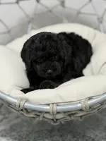Duke, a male Poodle - Toy  for sale in Clermont, FL – 3 of 3