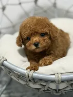Bruno, a male Poodle - Toy  for sale in Clermont, FL – 1 of 3
