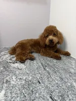 Toby, a male Poodle - Toy  for sale in Minneola, FL – 2 of 3