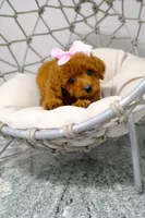 Diva, a female Poodle - Toy  for sale in Clermont, FL – 4 of 5