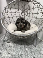 Oreo, a male Poodle - Toy  for sale in Clermont, FL – 4 of 4
