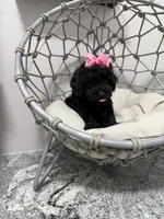 Luna, a female Poodle - Toy  for sale in Clermont, FL – 5 of 5