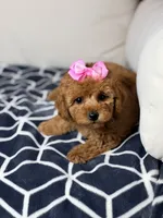 Princess , a female Poodle - Toy  for sale in Clermont, FL – 2 of 2