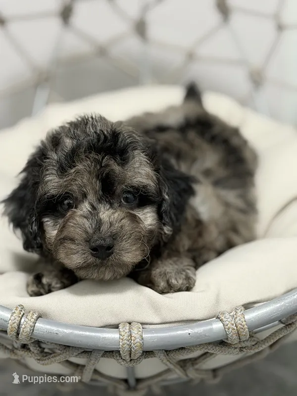 Oreo – Poodle - Toy  puppy for sale in Clermont, FL