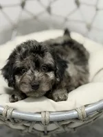 Oreo, a male Poodle - Toy  for sale in Clermont, FL – 1 of 4