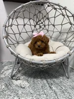 Diva, a female Poodle - Toy  for sale in Clermont, FL – 5 of 5