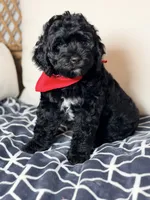 Zeus, a male Bernedoodle for sale in Clermont, FL – 3 of 3