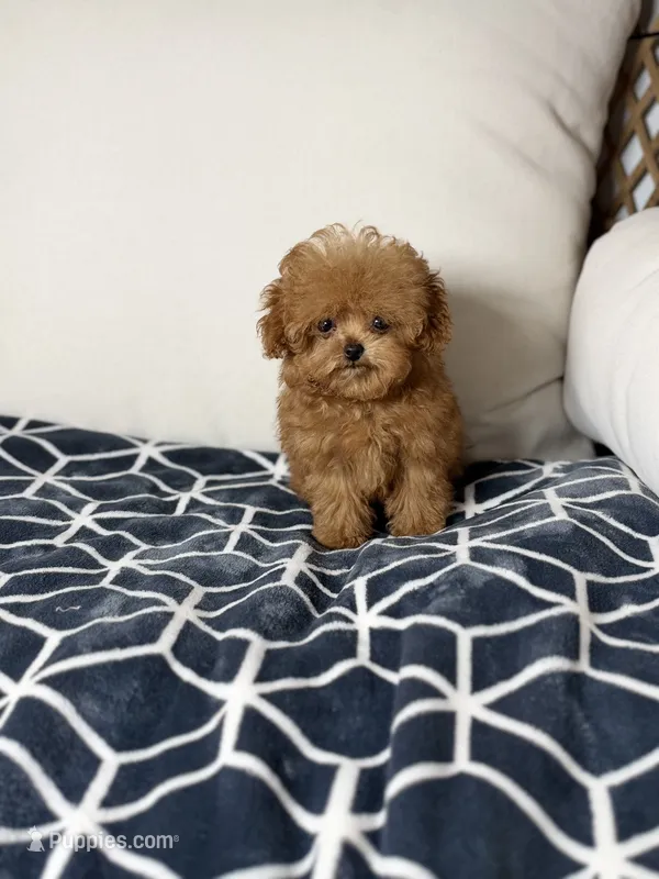 Peanut – Poodle - Toy  puppy for sale in Clermont, FL