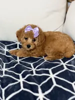 Luna, a female Poodle - Toy  for sale in Clermont, FL – 3 of 3