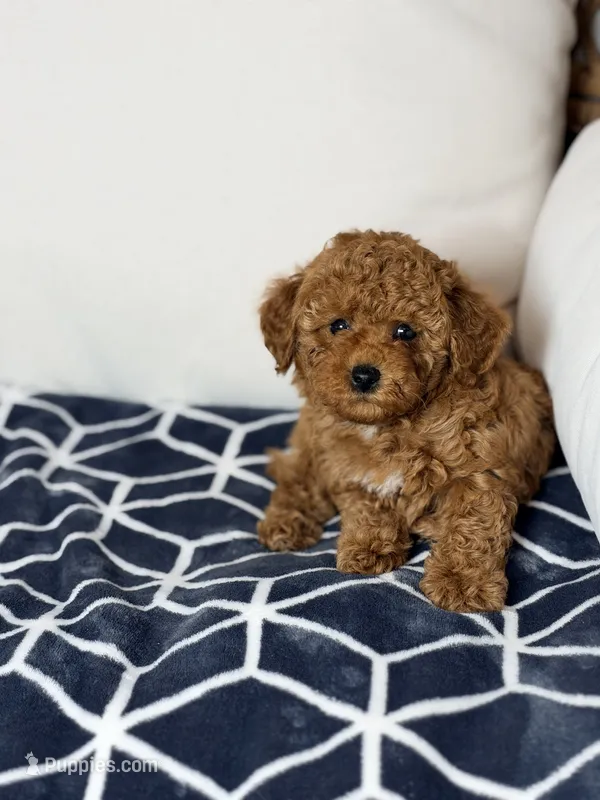 Tomas – Poodle - Toy  puppy for sale in Clermont, FL