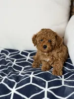Tomas, a male Poodle - Toy  for sale in Clermont, FL – 1 of 3