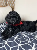 Zeus, a male Bernedoodle for sale in Clermont, FL – 2 of 3
