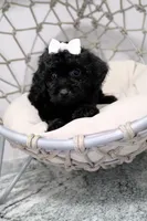 Carla, a female Poodle - Toy  for sale in Clermont, FL – 4 of 4