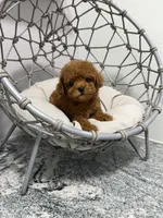Bruno, a male Poodle - Toy  for sale in Clermont, FL – 2 of 3