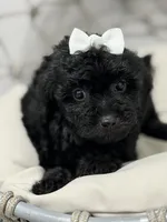 Carla, a female Poodle - Toy  for sale in Clermont, FL – 2 of 4