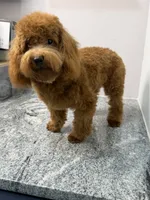 Toby, a male Poodle - Toy  for sale in Minneola, FL – 3 of 3