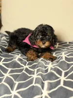 Luna, a female Bernedoodle for sale in Clermont, FL – 2 of 2